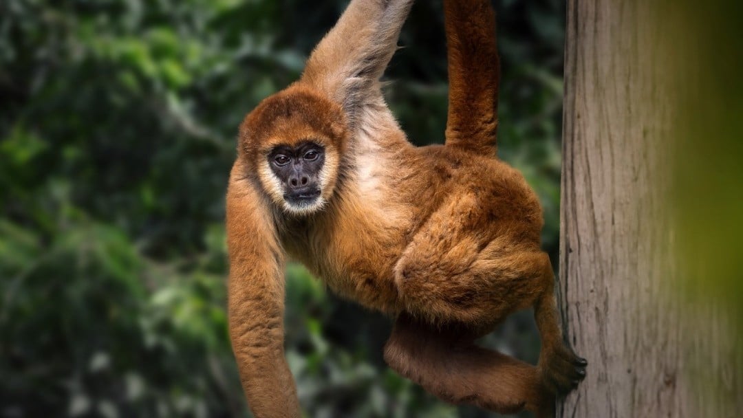 Mudanças Climáticas Encolhem Habitat dos Muriquis Até 2090 - Imagem do artigo original