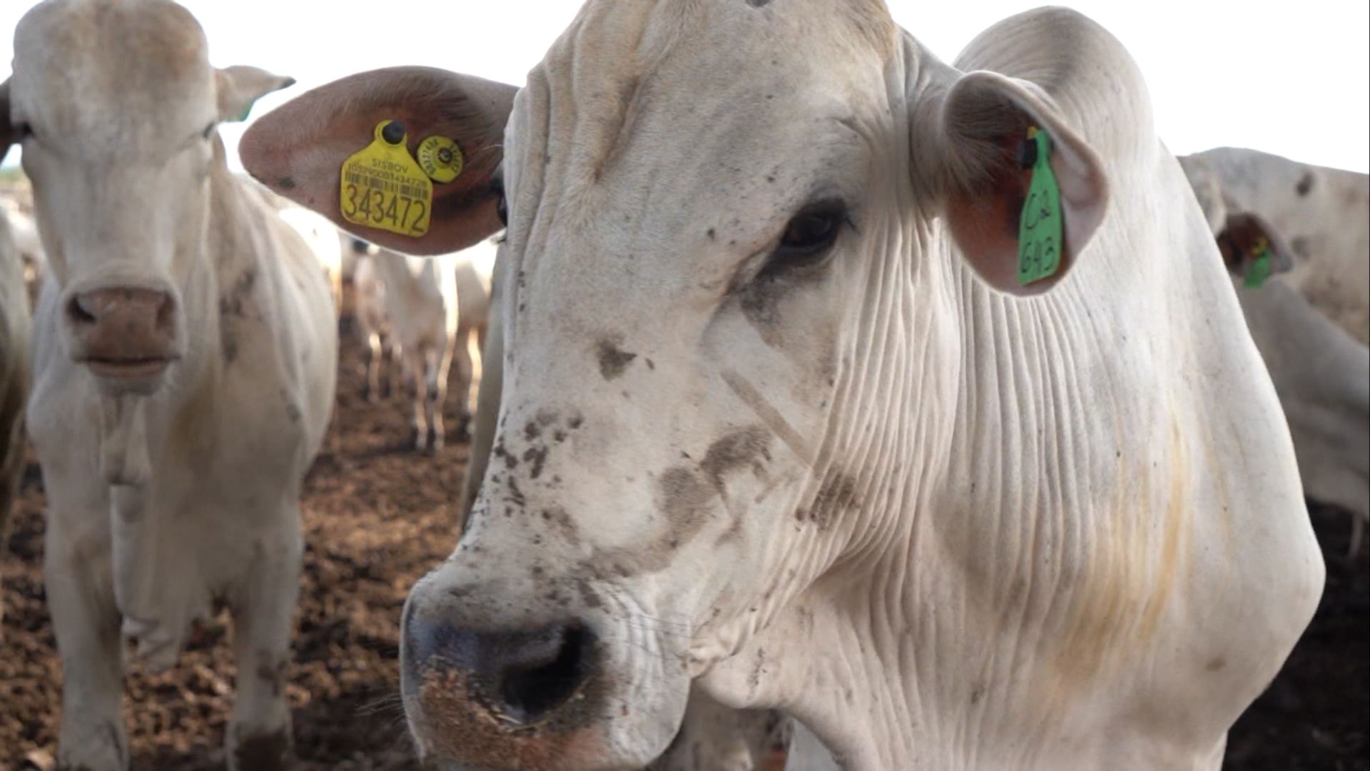 Bahia Registra Recorde de 13,7 Milhões de Cabeças de Gado - Imagem do artigo original