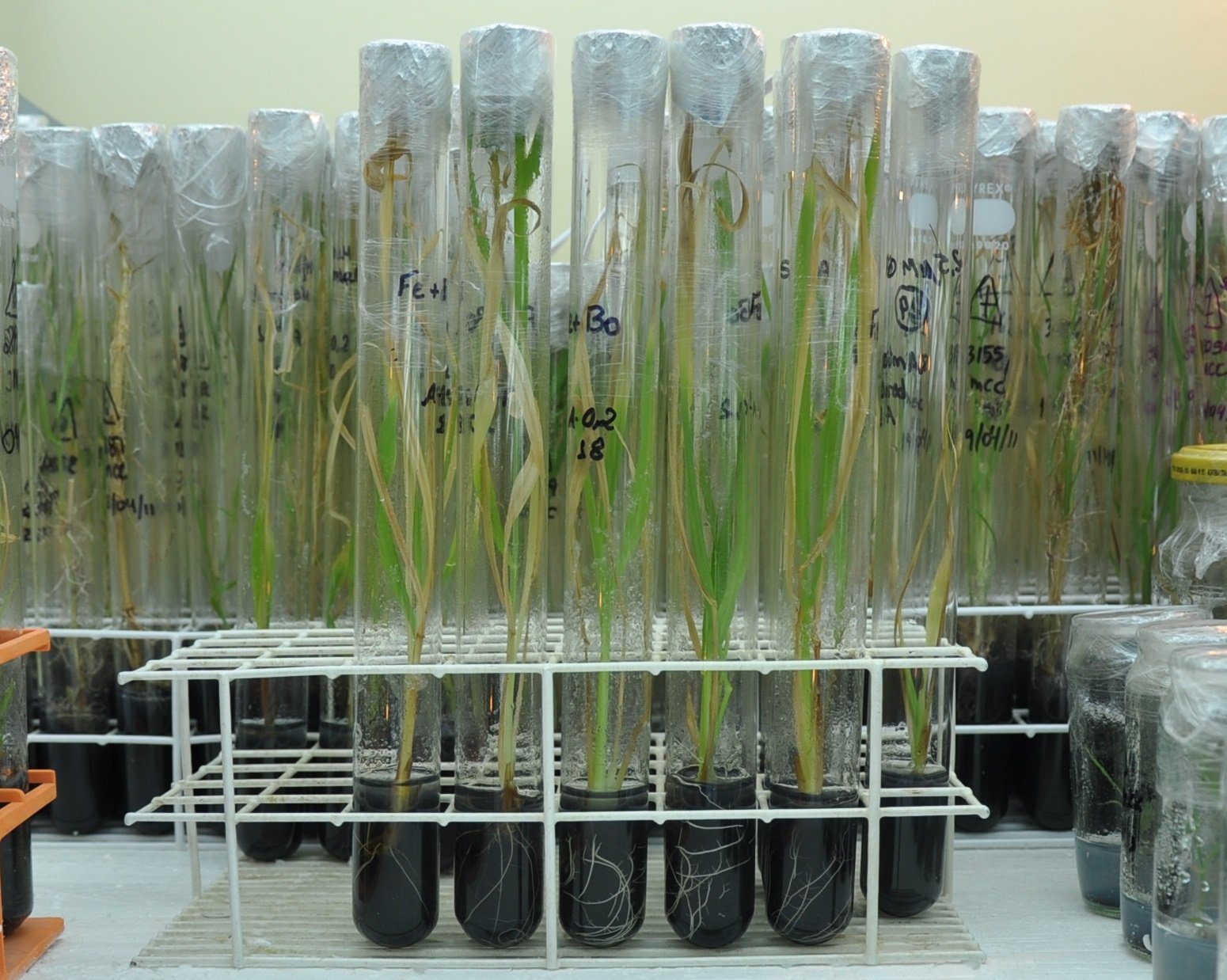 Genoma do Capim-elefante É Decifrado em Estudo Global - Imagem do artigo original