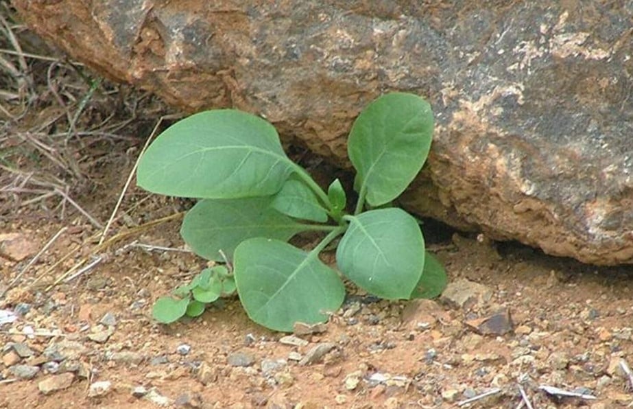 Dez Plantas Tóxicas Presentes no Brasil que Podem Matar - Imagem do artigo original