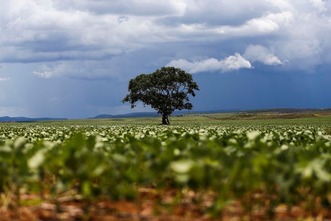 Falta de Chuva Suspende Plantio de Soja em Goiatuba - Imagem do artigo original