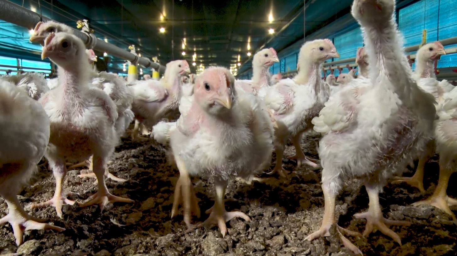 Onda de Calor Exige Manejo Rigoroso em Aves e Suínos - Imagem do artigo original