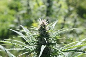 Nota Técnica Lista 481 Obstáculos à Pesquisa com Cannabis - Imagem do artigo original