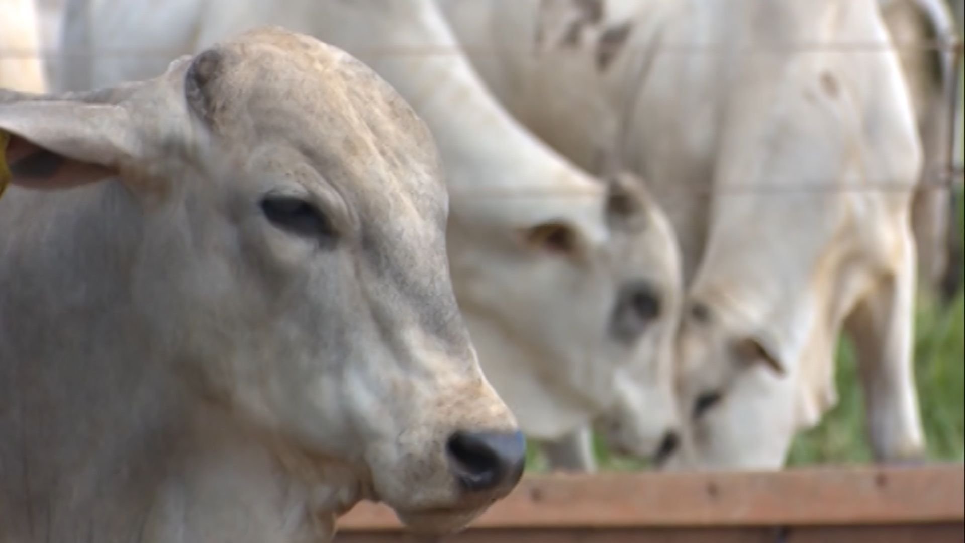 Suplementação entre 10h e 14h eleva ganho de peso do gado - Imagem do artigo original