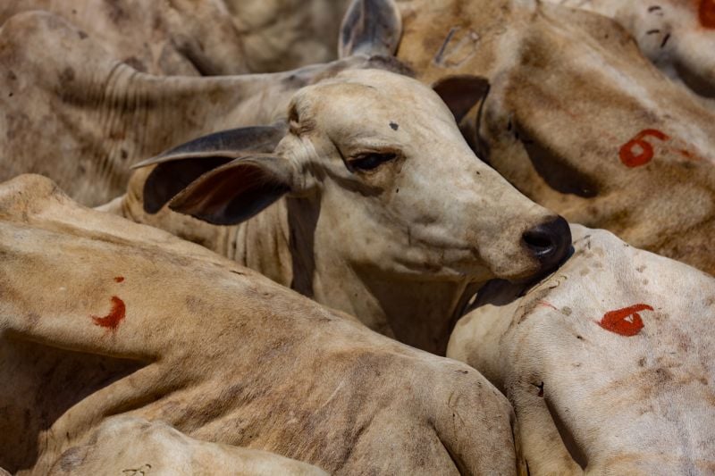 Chuvas Reduzem Oferta e Sustentam Preço do Boi Gordo - Imagem do artigo original