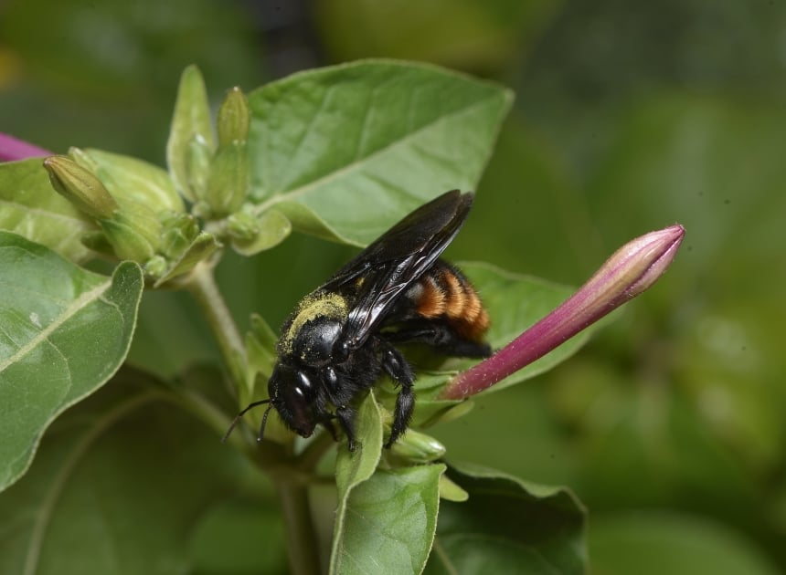 App Colmeia Viva Ajuda a Proteger Abelhas e Lavouras - Imagem do artigo original