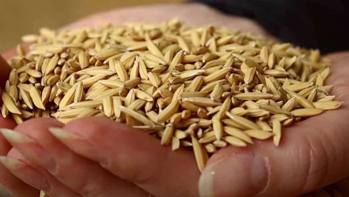 Produtores Gaúchos Cobram Incentivos e Uso da CDO para o Arroz - Imagem do artigo original