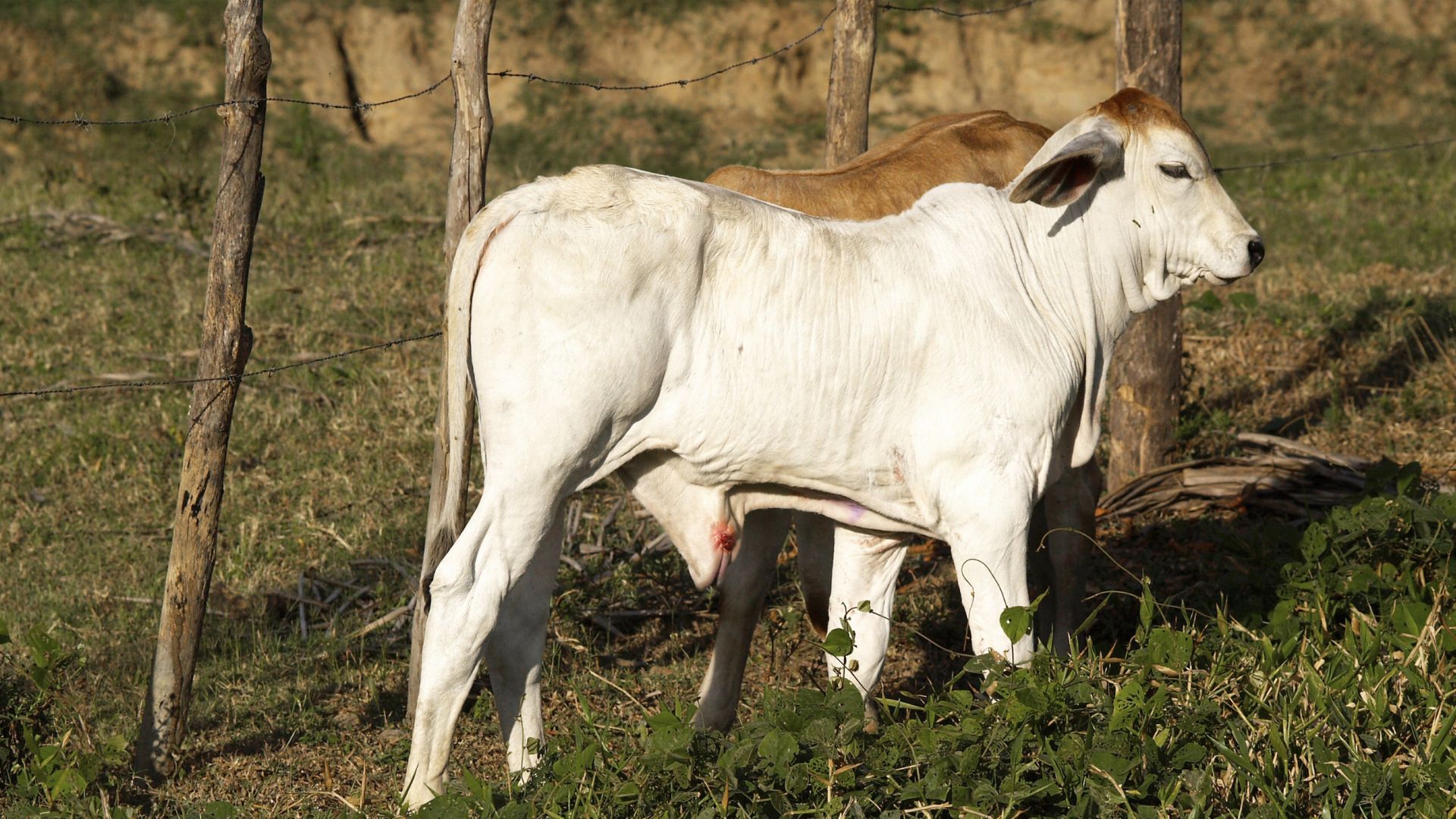 Preços de Bezerro e Boi Magro Superam Arroba do Boi Gordo - Imagem do artigo original