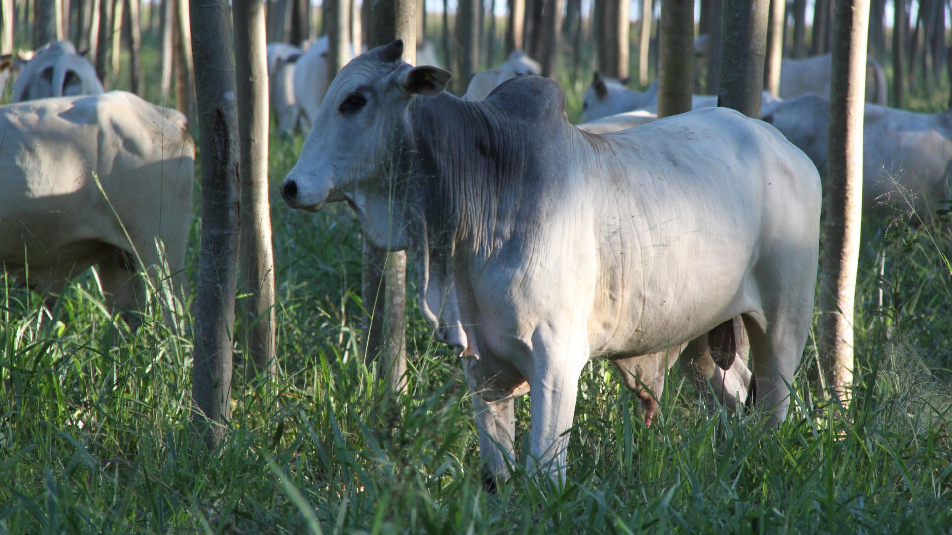Demanda Interna e Exportações Aquecem Mercado do Boi - Imagem do artigo original