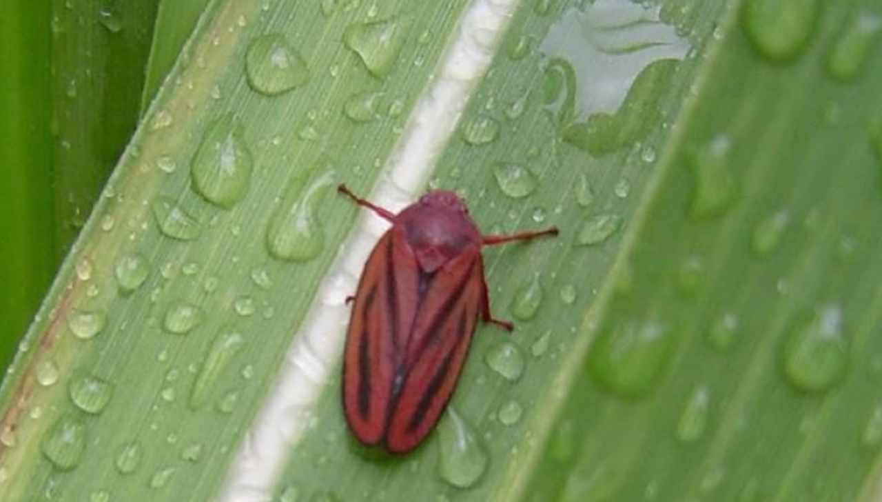 Pesquisadores Confirmam Nova Cigarrinha-da-Cana no País