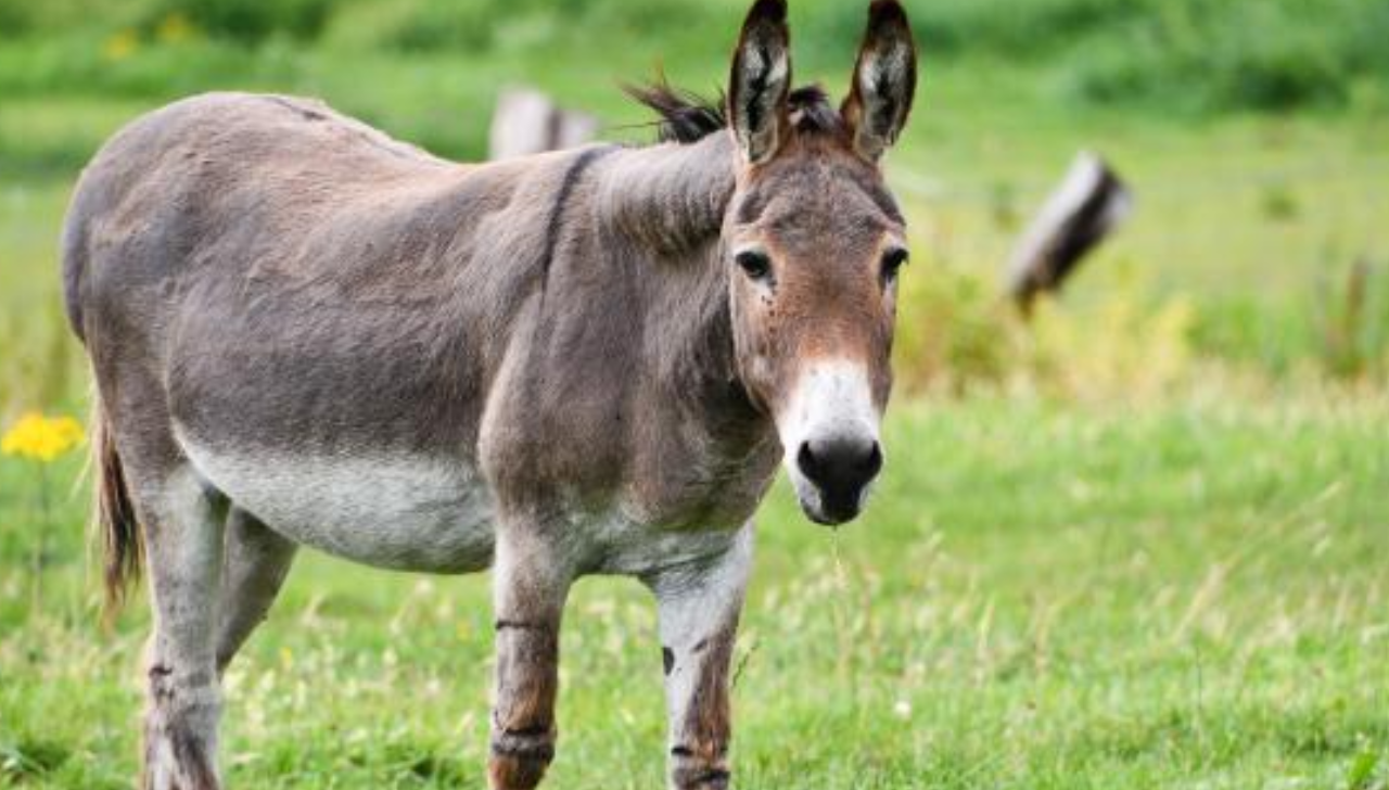 O Mito da Teimosia: A Surpreendente Inteligência do Burro que Gerações Não Entenderam