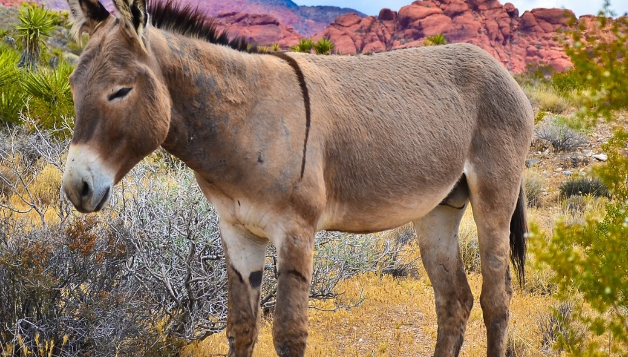 O Mito da Teimosia: A Surpreendente Inteligência do Burro que Gerações Não Entenderam
