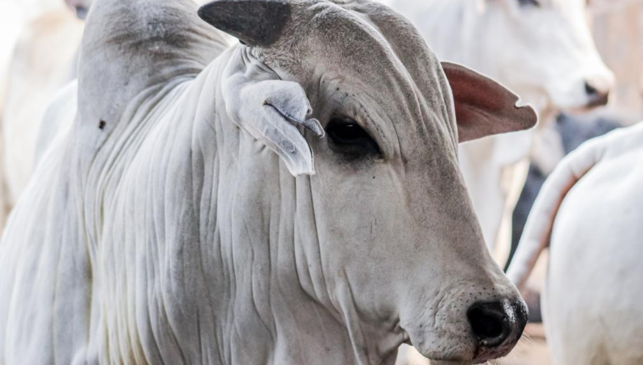 Arroba do Boi em MS Se Aproxima de SP