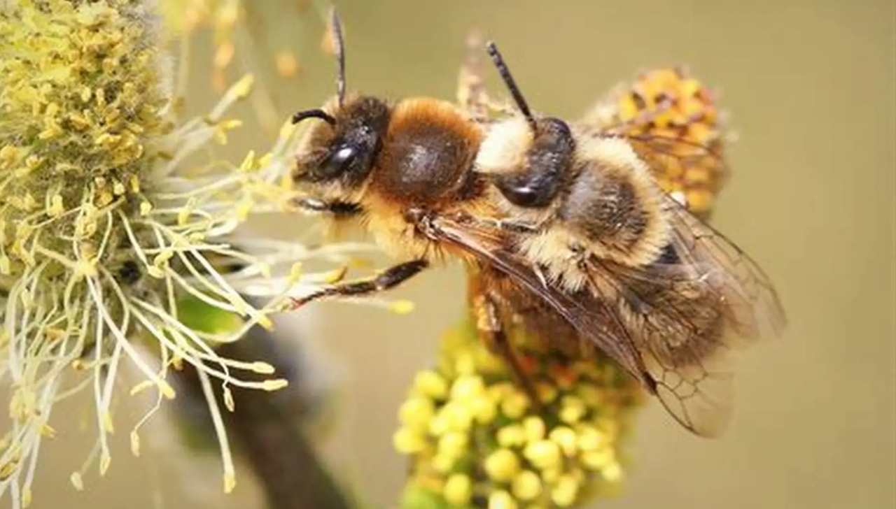 Abelha ‘Lucifer’ É Identificada na Austrália