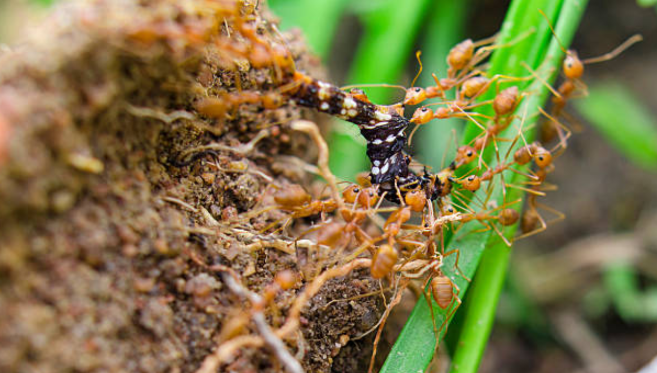 O Segredo das Formigas-Cortadeiras: Por que Elas São as Agricultoras Mais Bem-Sucedidas do Mundo