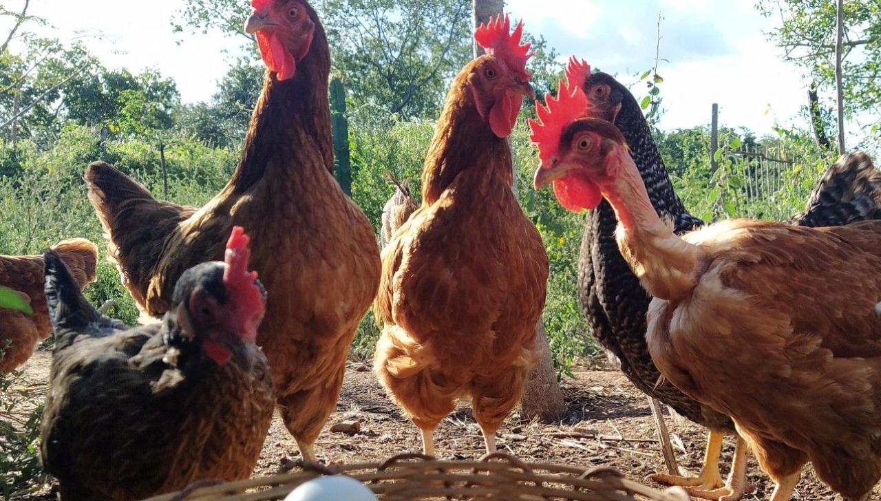 Criação de Galinhas Caipiras para Iniciantes: O Guia Completo do Ovo à Venda do Excedente