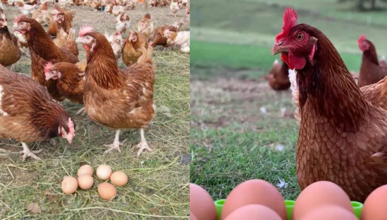 Criação de Galinhas Caipiras para Iniciantes: O Guia Completo do Ovo à Venda do Excedente