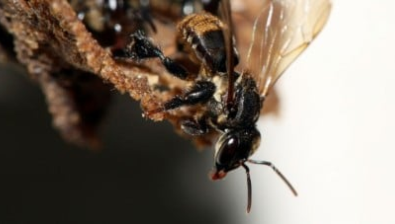 Abelha-canudo Eleva em 35% a Produção de Açaí no Pará