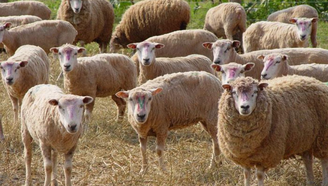 Genética Impulsiona Retomada da Ovinocultura no RS