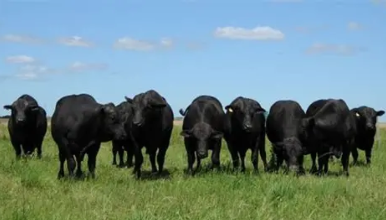 Embrapa Desenvolve Brangus Resistente ao Carrapato