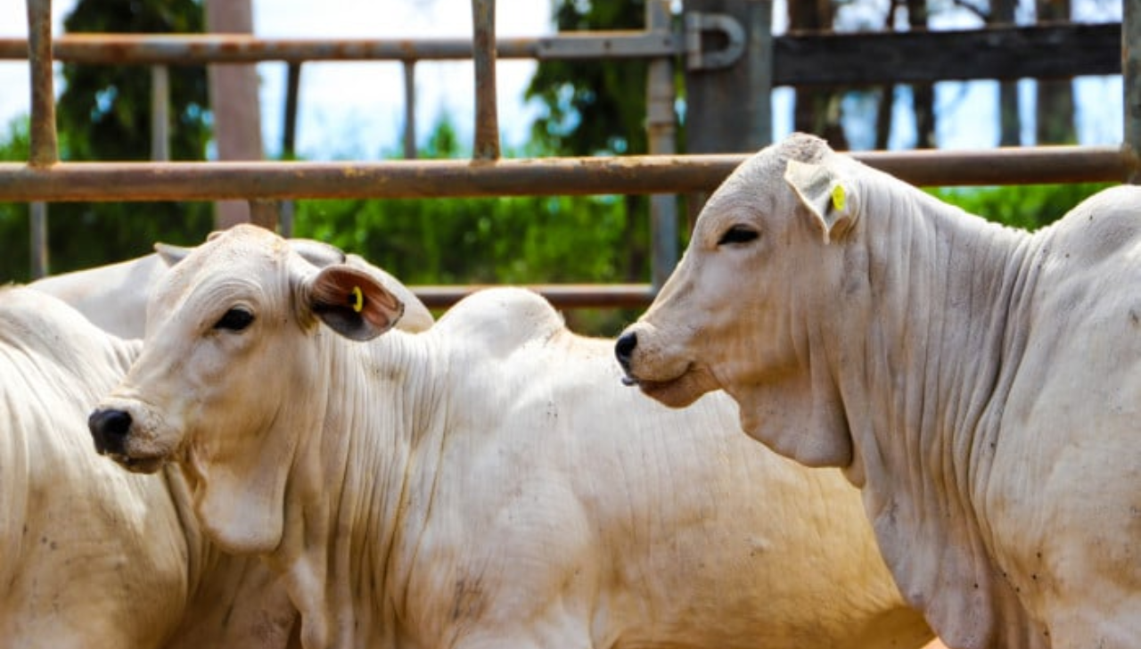 Vacinação Contra Brucelose Segue Obrigatória em SP