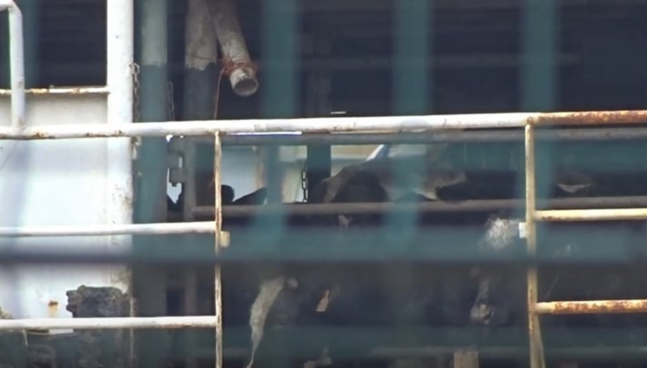 Navio com 3 Mil Vacas Fica Dois Meses à Deriva