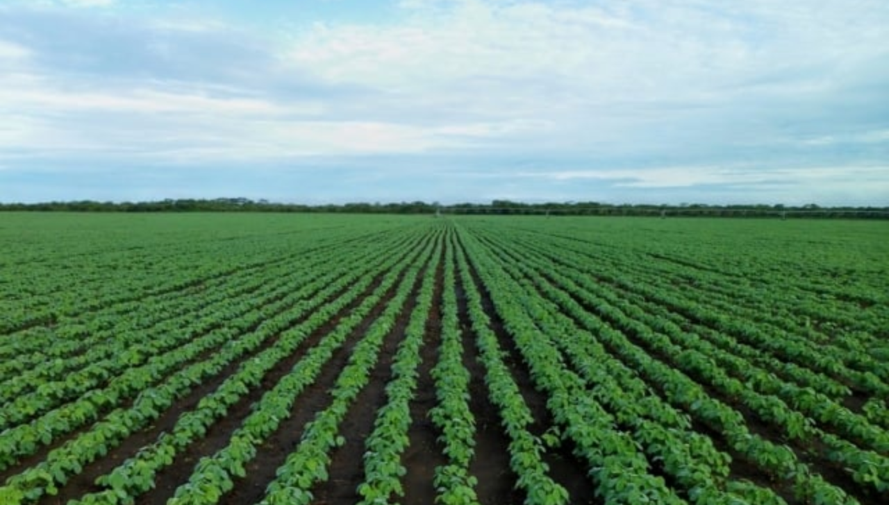 Novembro Encerra com Soja em Leve Alta e Vendas Contidas