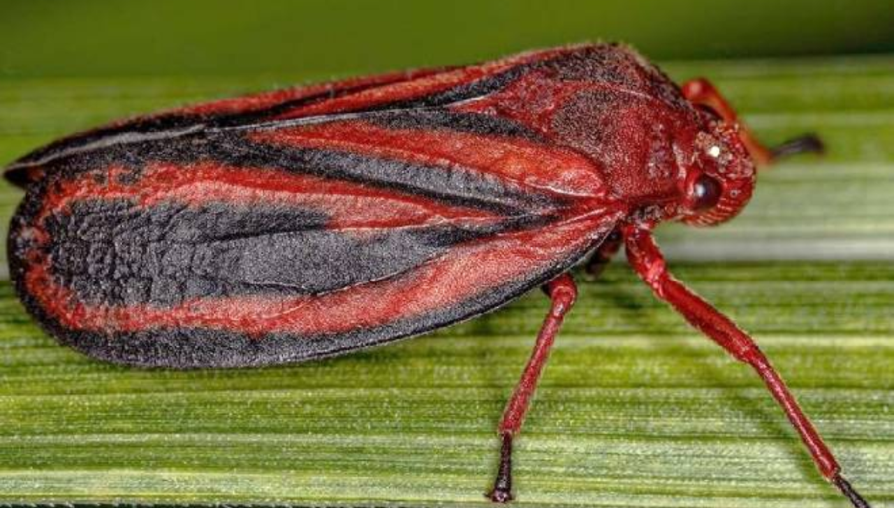 Pesquisa Brasileira Registra Nova Praga da Cana-de-Açúcar