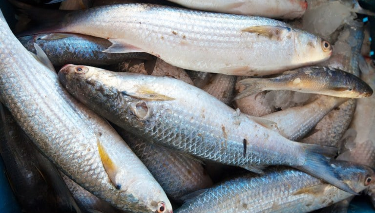 Parcerias Fortalecem Aquicultura no Amapá
