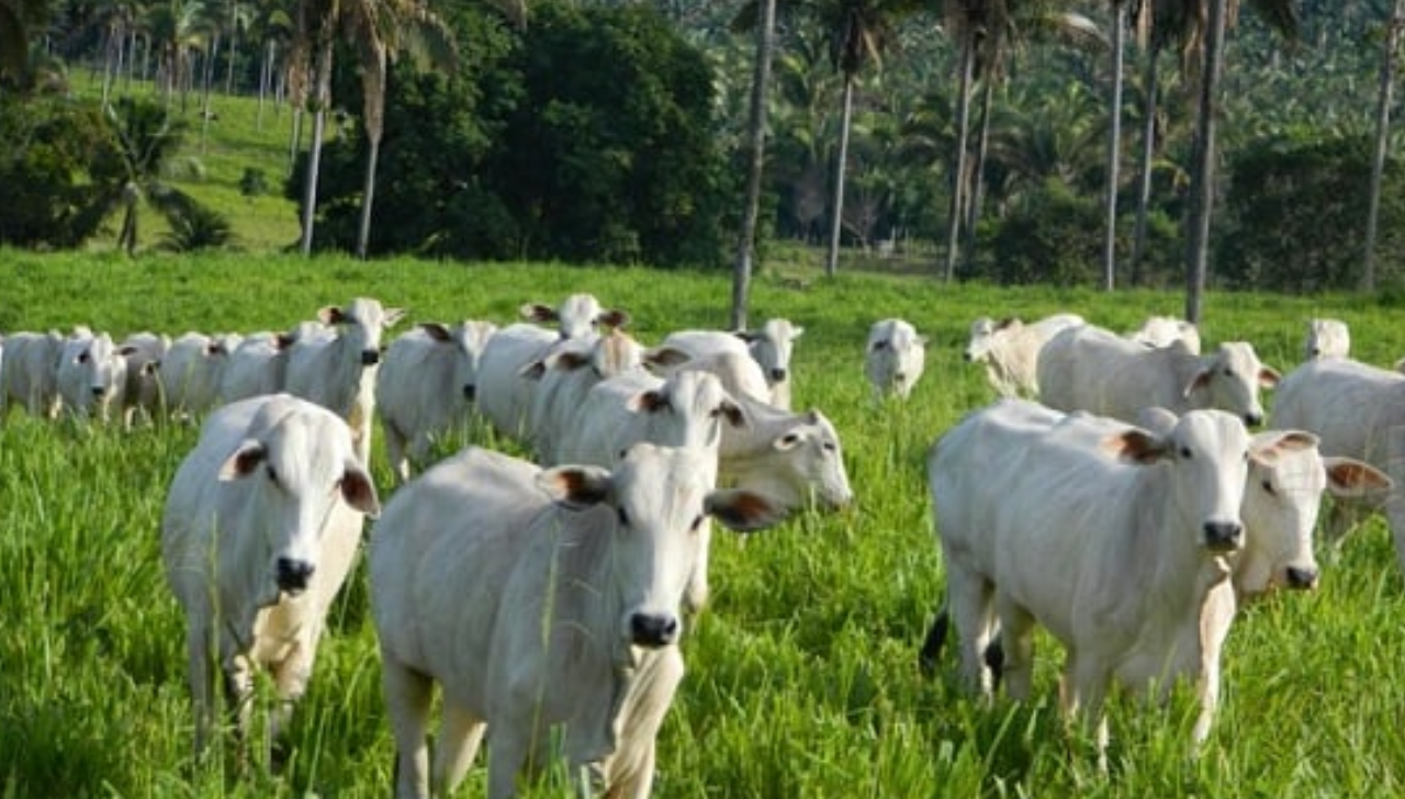 Boi Gordo Fecha Semana com Cautela e Olhar na China