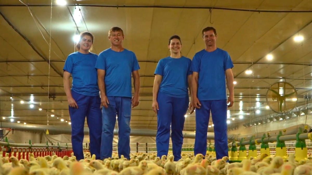Decisão Pela Avicultura Transforma Família Gross - Imagem do artigo original