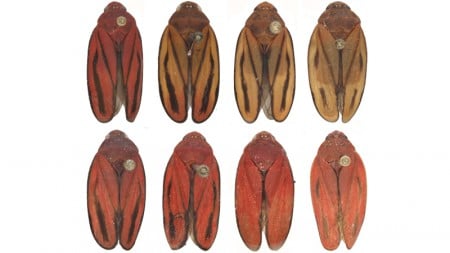 Pesquisadores Confirmam Nova Cigarrinha-da-Cana no País - Imagem do artigo original