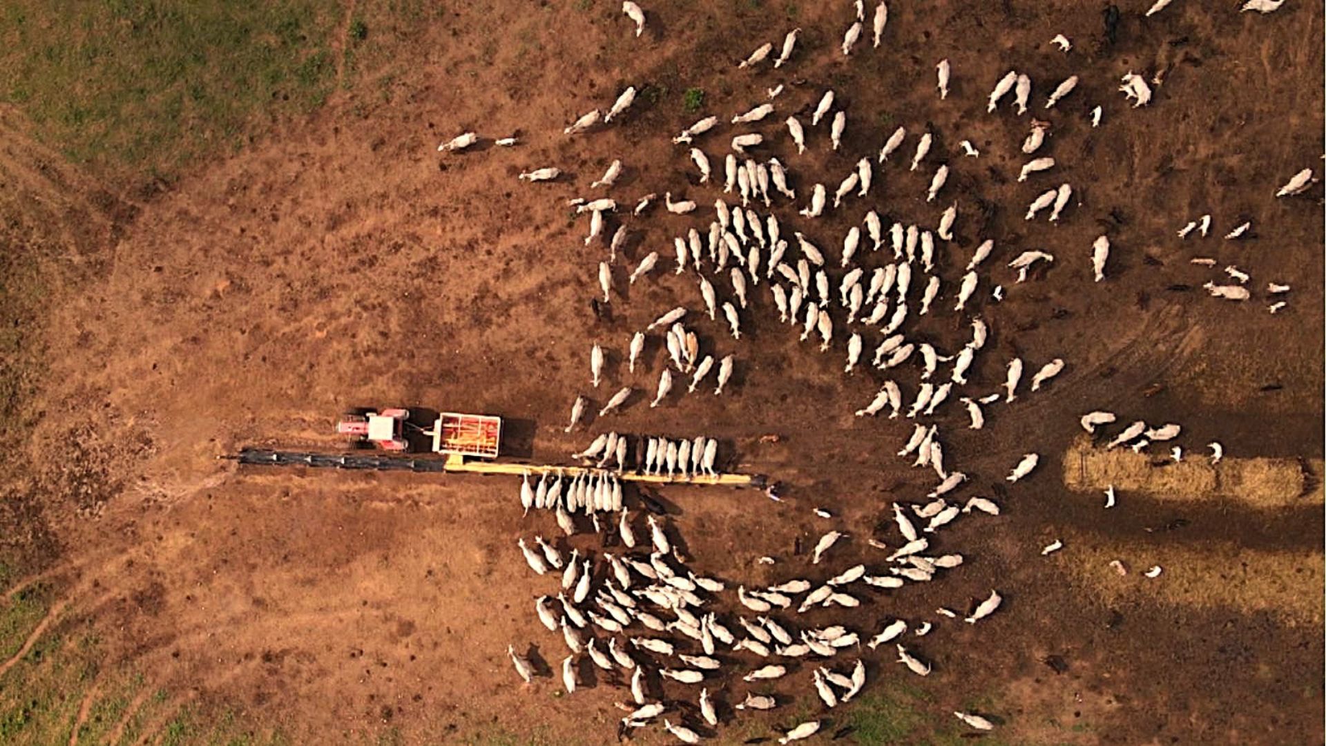 Mistura Correta de Suplemento Eleva Desempenho na Seca - Imagem do artigo original