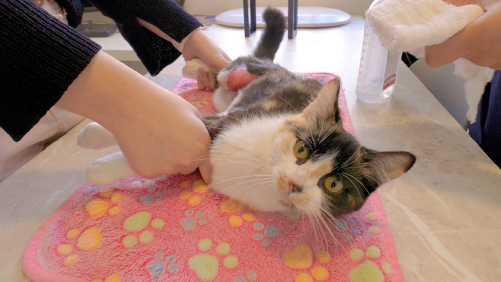 Gel Cicatrizante de Tilápia Acelera Cura em Pets