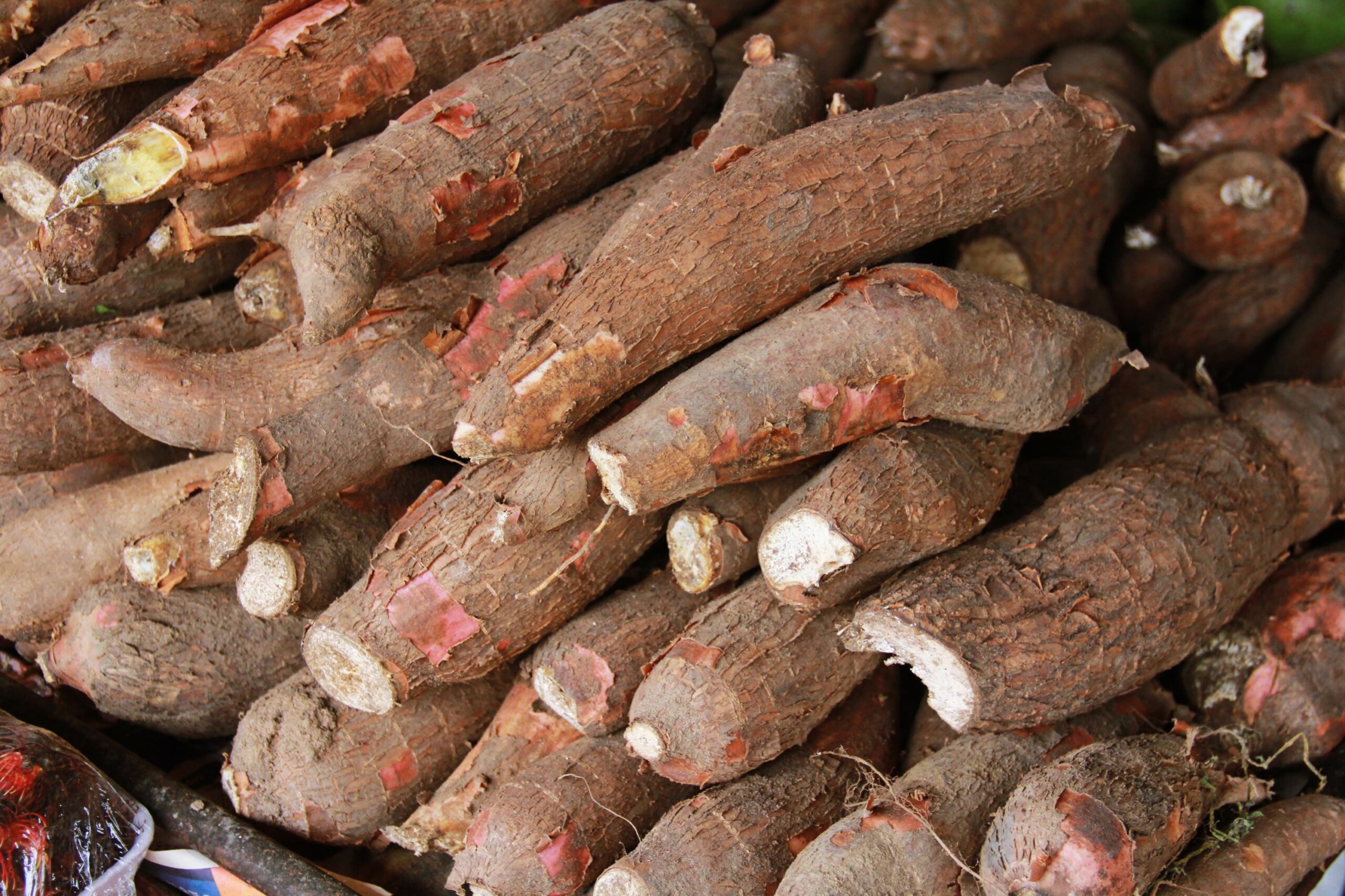 Baixa Oferta Sustenta Alta da Mandioca - Imagem do artigo original