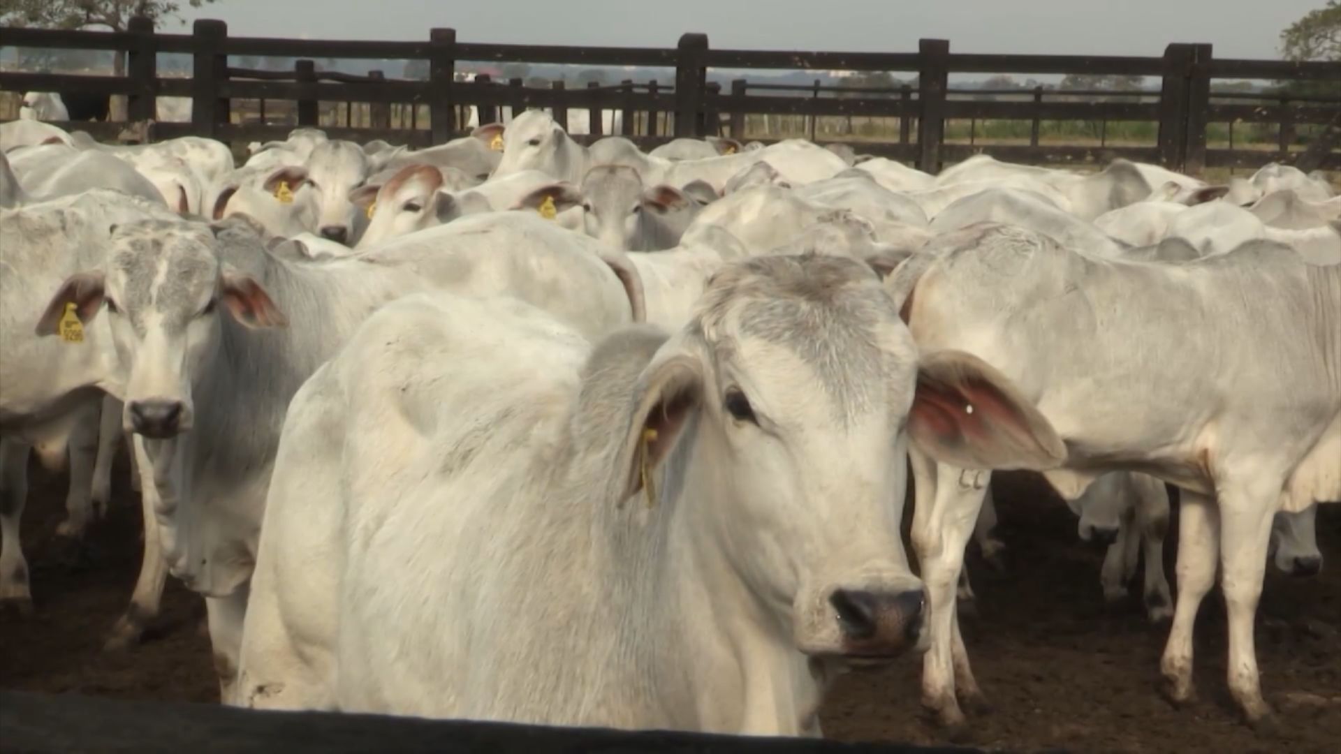 Brasil Amplia Vendas de Farinha de Sangue à Colômbia - Imagem do artigo original