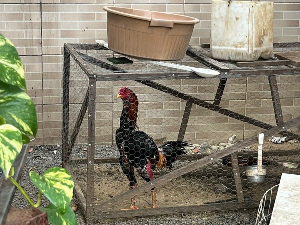 Operação Fecha Rinha e Resgata 20 Galos no ES - Imagem do artigo original