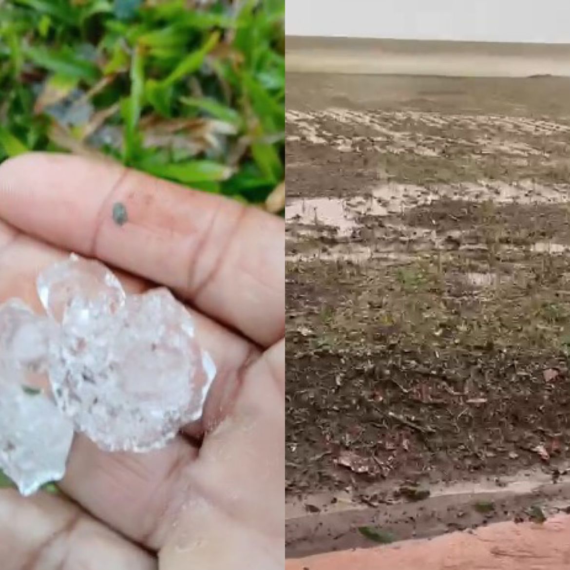 Temporal com Granizo Devasta Soja no Paraná - Imagem do artigo original