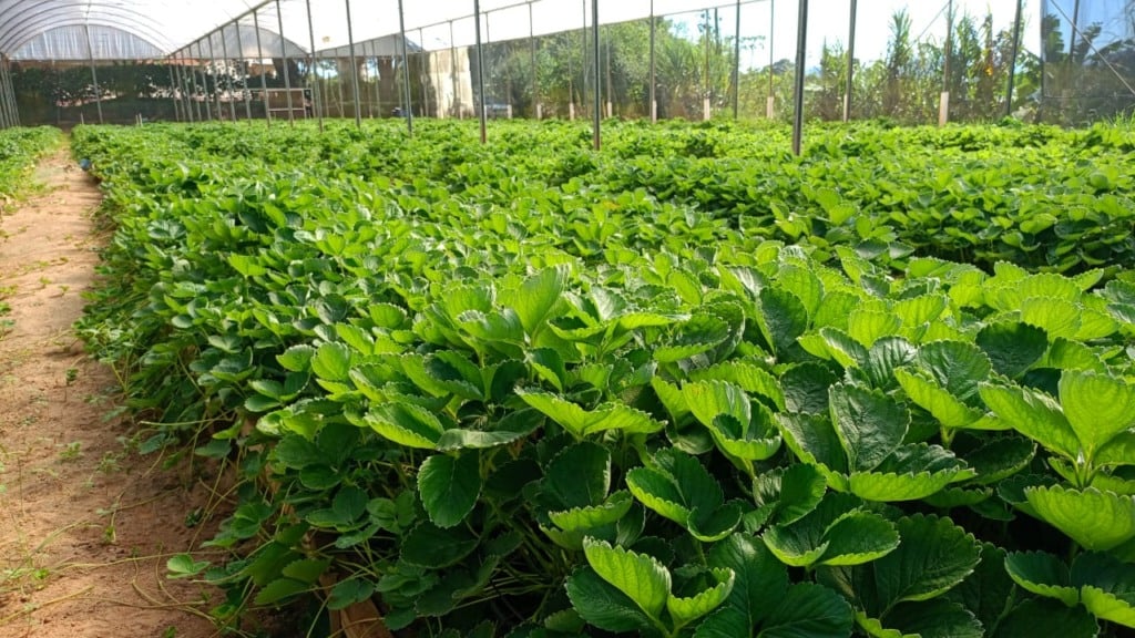Cultivar Fênix dobra produção de mudas de morango - Imagem do artigo original