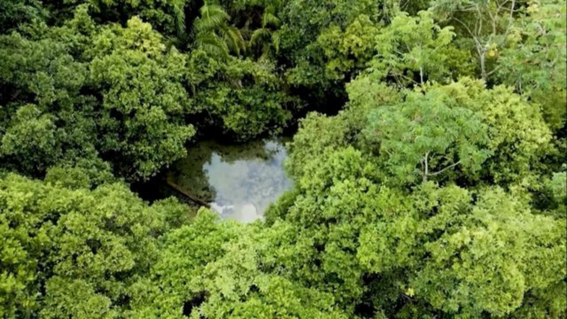 Brasil Pode Liderar Segurança Alimentar Mundial, Aponta Especialista - Imagem do artigo original
