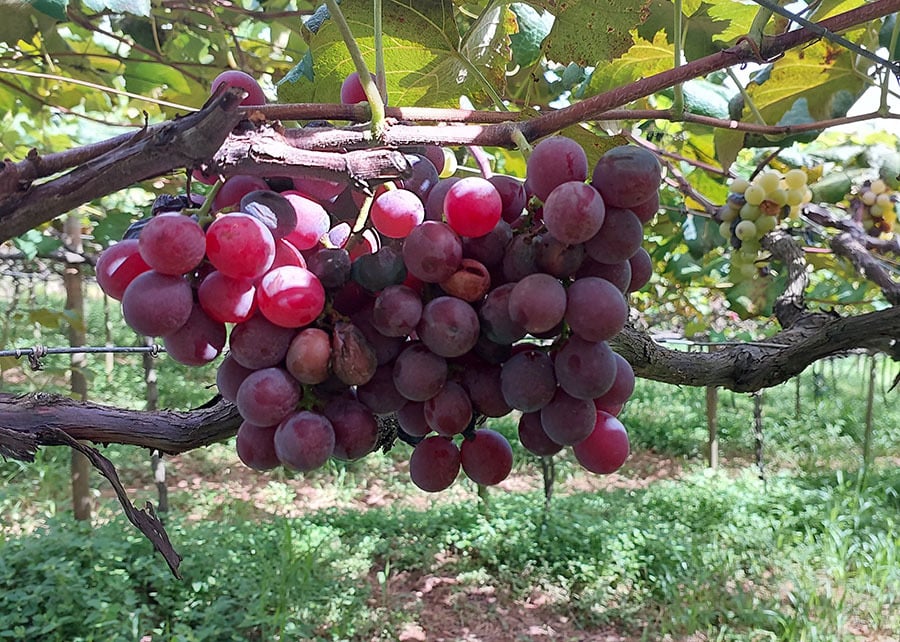 Safra de Uva no RS Deve Crescer 50 Milhões de Quilos - Imagem do artigo original