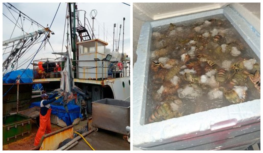 Ibama Apreende 14 t de Tubarões e Atuns em Porto Alegre - Imagem do artigo original