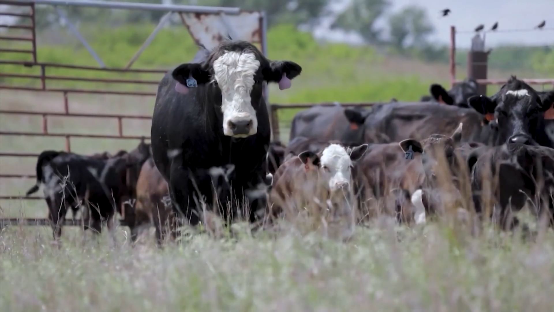 Angus Cruzado com Boran Pode Elevar Peso de Carcaça - Imagem do artigo original