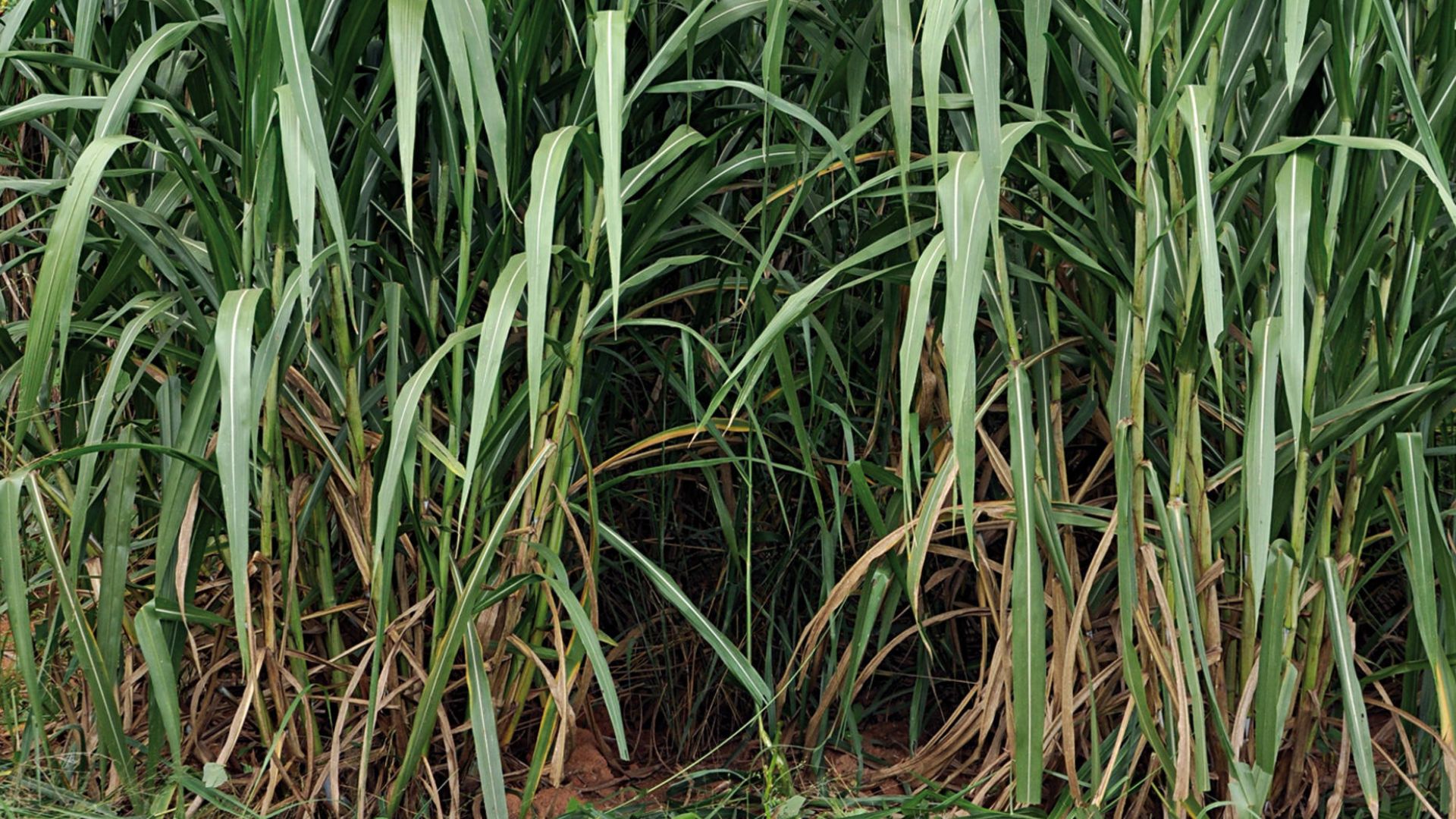 Embrapa Sequencia 450 Genomas De Capim-elefante - Imagem do artigo original