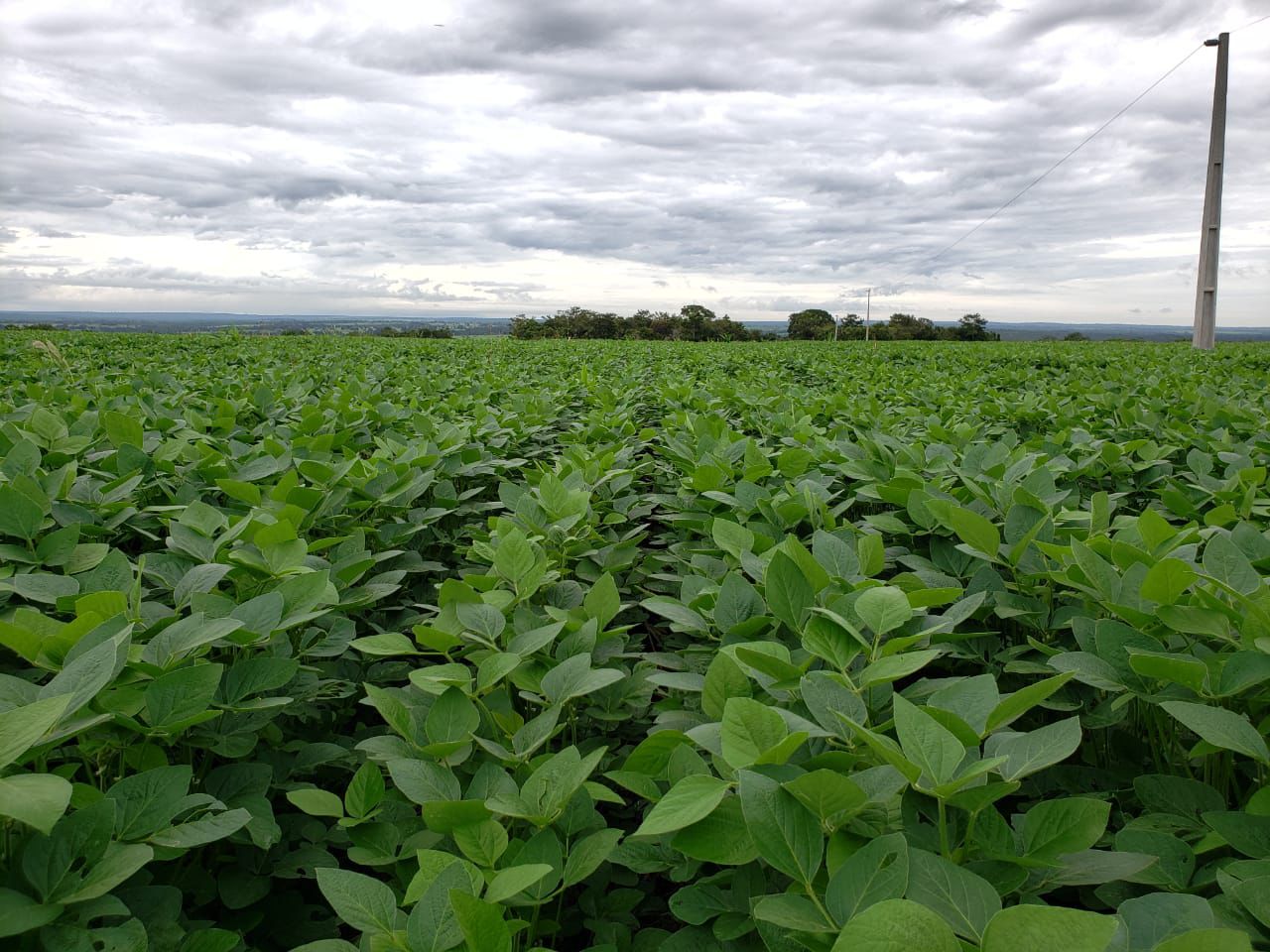 Abiove Solicita ao STF Suspensão de Ações Contra Moratória da Soja - Imagem do artigo original