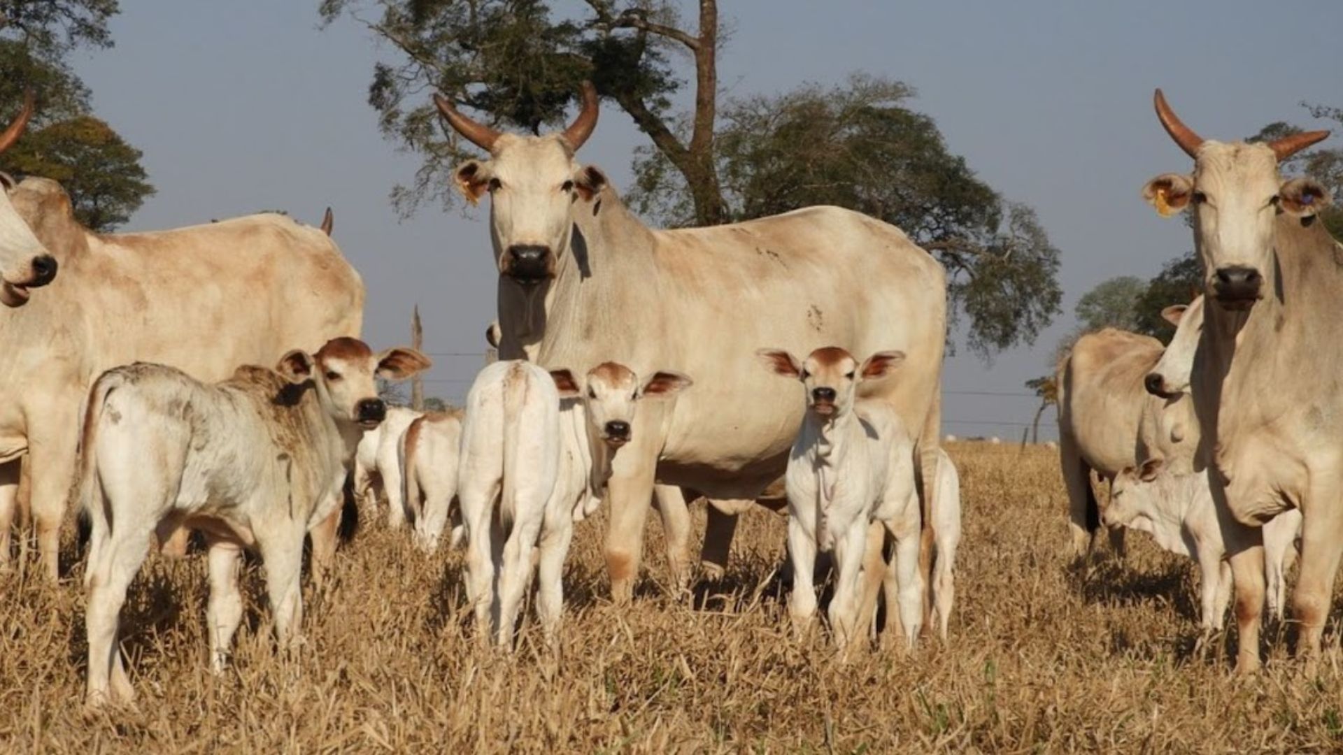 Reposição e Vaca Gorda Registram Altas no MS - Imagem do artigo original