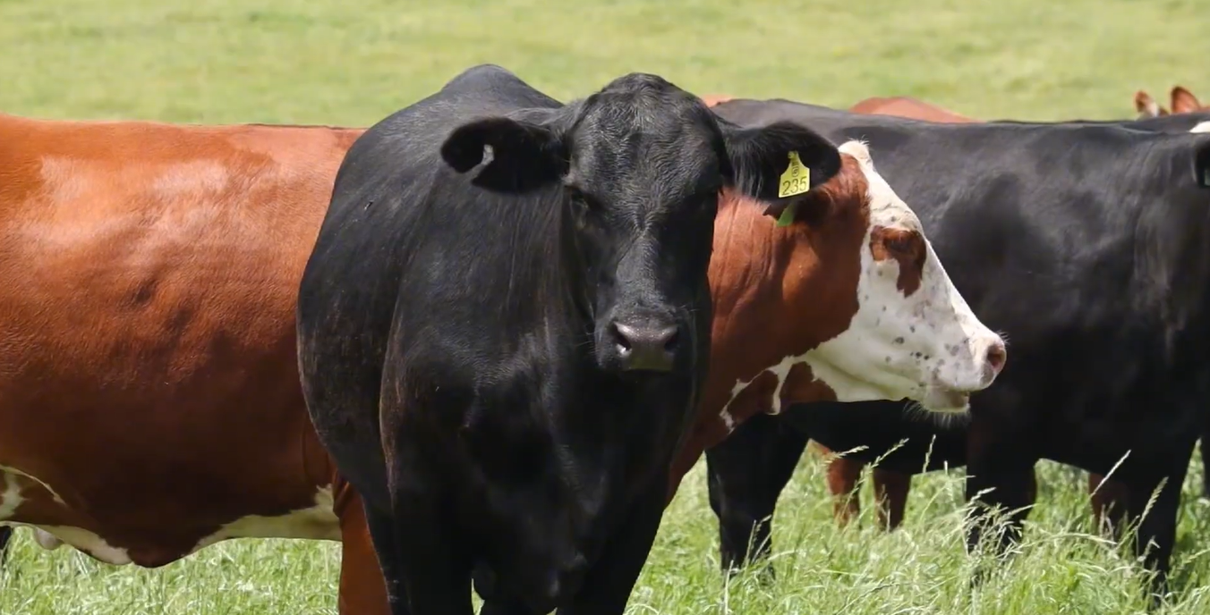 Sistema Lavoura de Carne Eleva Produção a 980 kg/ha no RS - Imagem do artigo original