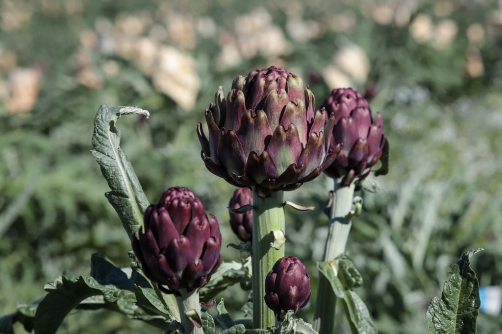 São Paulo Concentra 90% da Produção de Alcachofra do País - Imagem do artigo original