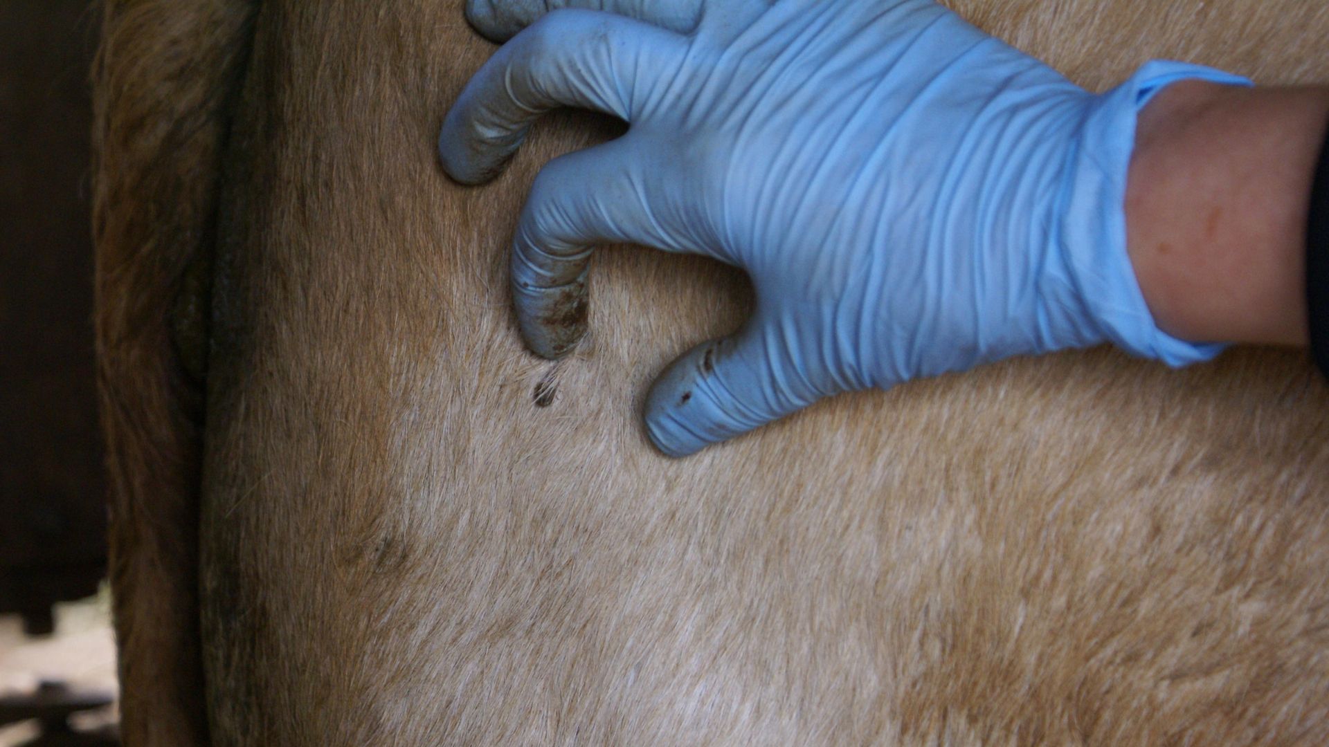 Nanotecnologia Sustentável Controla Parasitas Bovinos - Imagem do artigo original