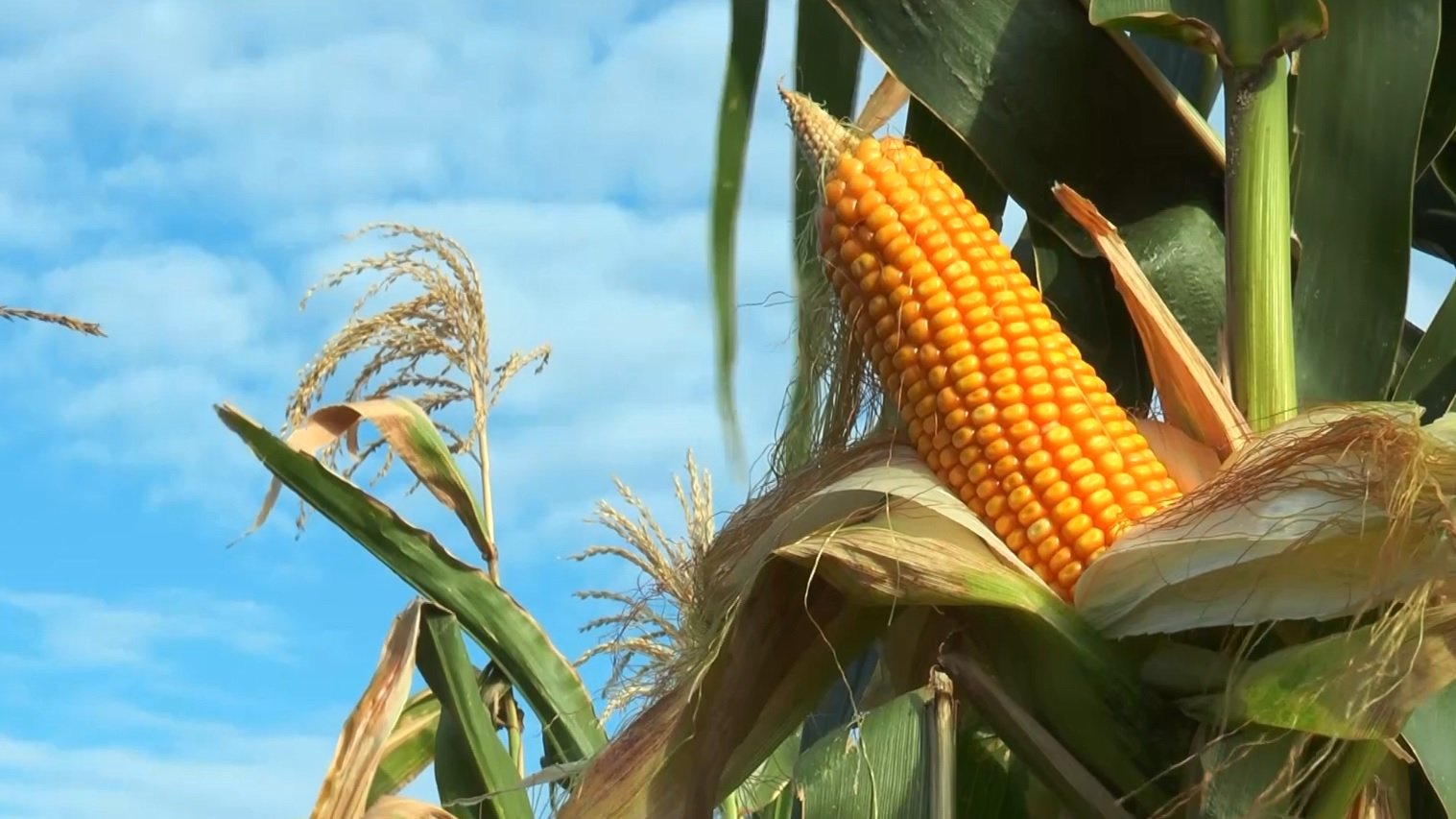 Preço do Milho Retoma Nível de Junho - Imagem do artigo original